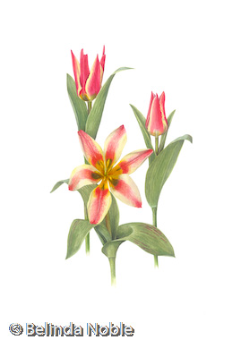 Tulipa Pinocchio.